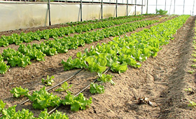 Hortofloricultura